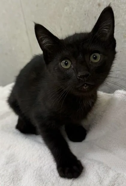 A baby small-sized male Domestic Short Hair cat named Luca for adoption in Honolulu, HI