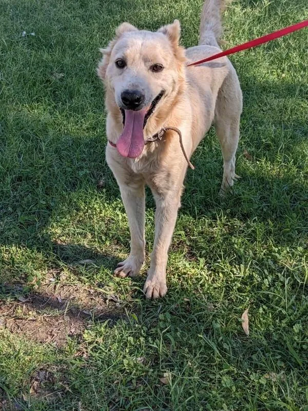 Jacko