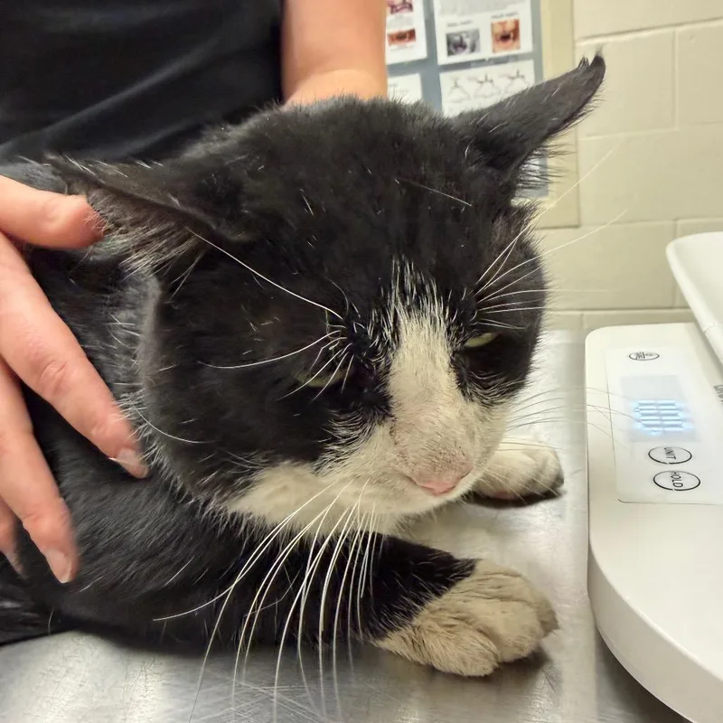An adult large-sized male Domestic Short Hair cat named Arthur for adoption in Murray, UT