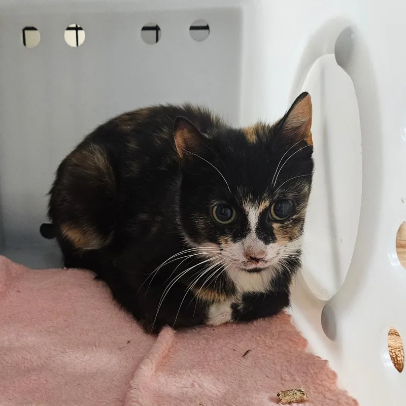 A young small-sized female Calico Domestic Short Hair cat named Olive for adoption in Ridgely, MD