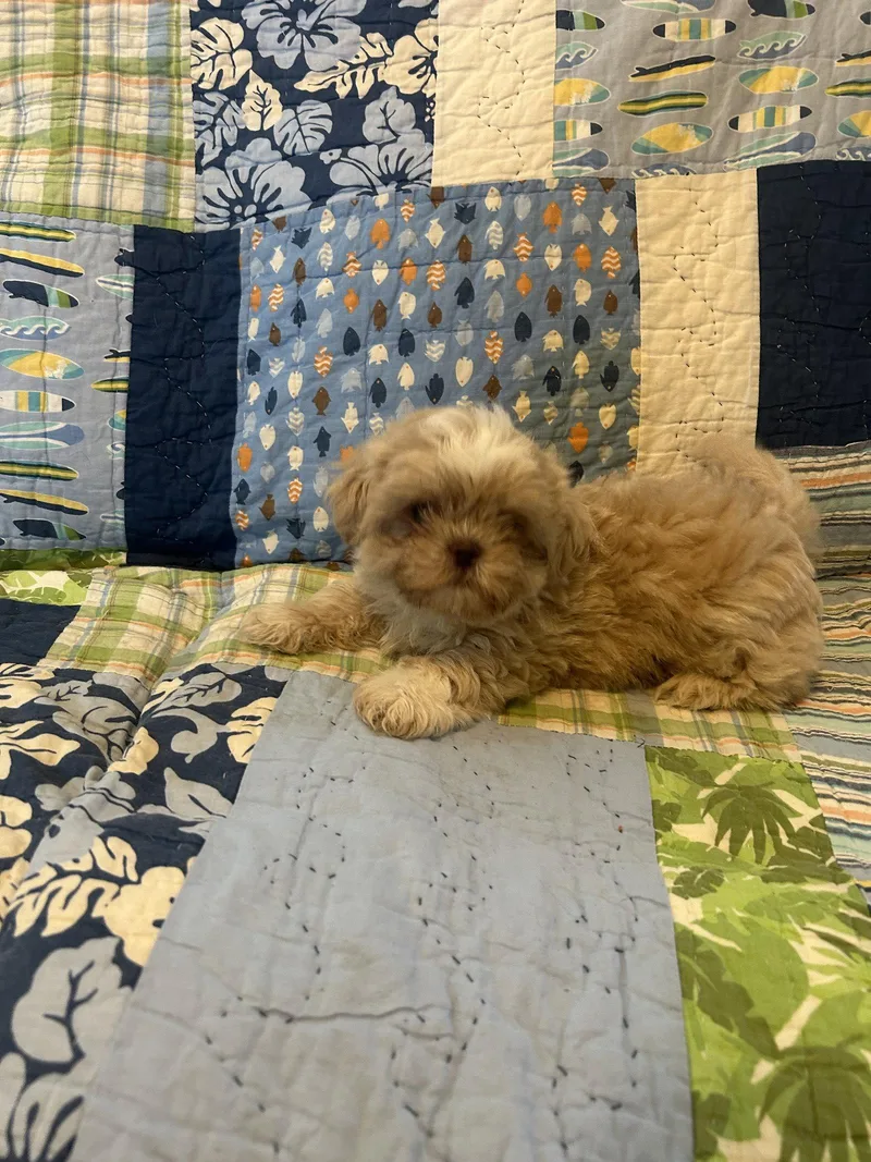 A baby small-sized male Shih Tzu dog named Bubbles for adoption in Pipe Creek, TX