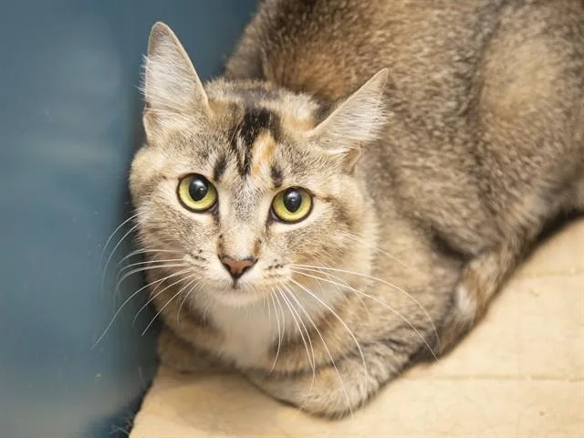 A young small-sized female Domestic Short Hair cat named Bambi for adoption in Phoenix, AZ