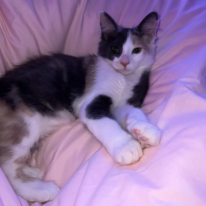 A baby small-sized female Calico Domestic Medium Hair cat named Gracie for adoption in Riverside, CA