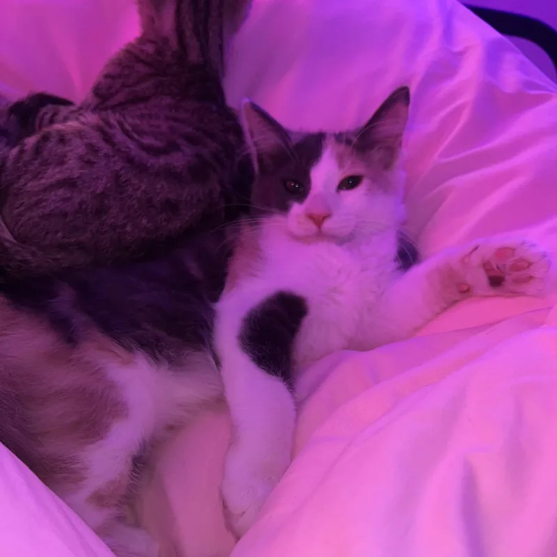 Gracie thumbnail 3