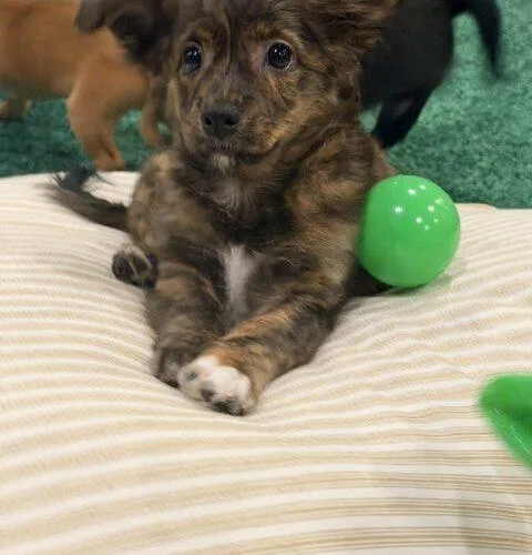 A baby small-sized male Yellow / Tan / Blond / Fawn Chihuahua dog named Hunk for adoption in Henderson, NV