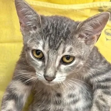 A baby medium-sized female Tabby (Gray / Blue / Silver) Domestic Short Hair cat named Jessie for adoption in Boca Raton, FL