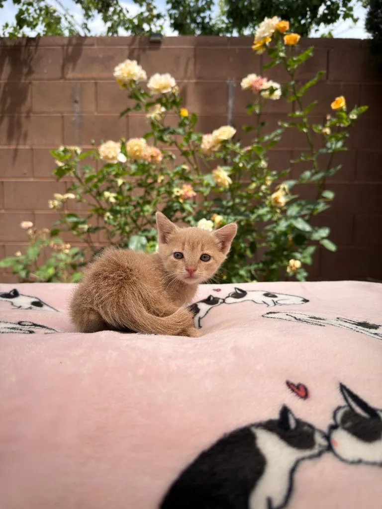 A baby small-sized male Domestic Short Hair cat named Fanta for adoption in La Verkin, UT