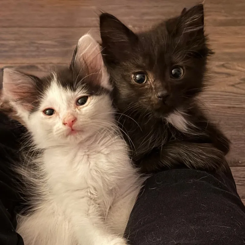 A baby small-sized female Black Domestic Long Hair cat named Black Widow for adoption in Ferndale, MI