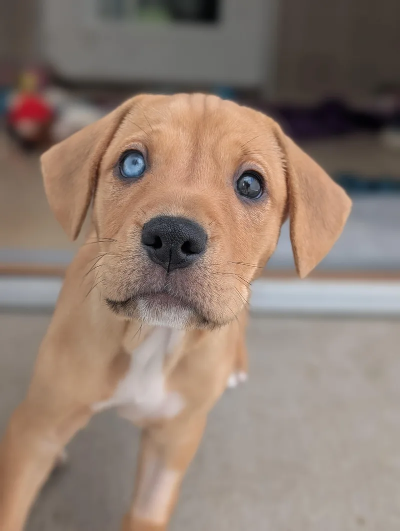 A young medium-sized female Mixed Breed dog named Dior for adoption in Fenton, MI