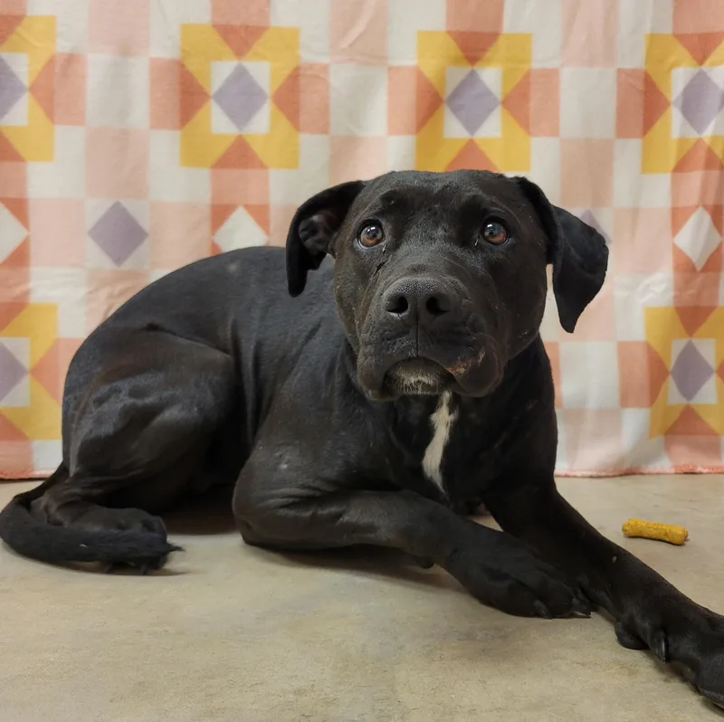 A young medium-sized female Black Pit Bull Terrier dog named Heidi Star for adoption in ALPINE, TX