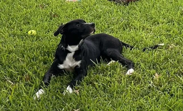 Jett