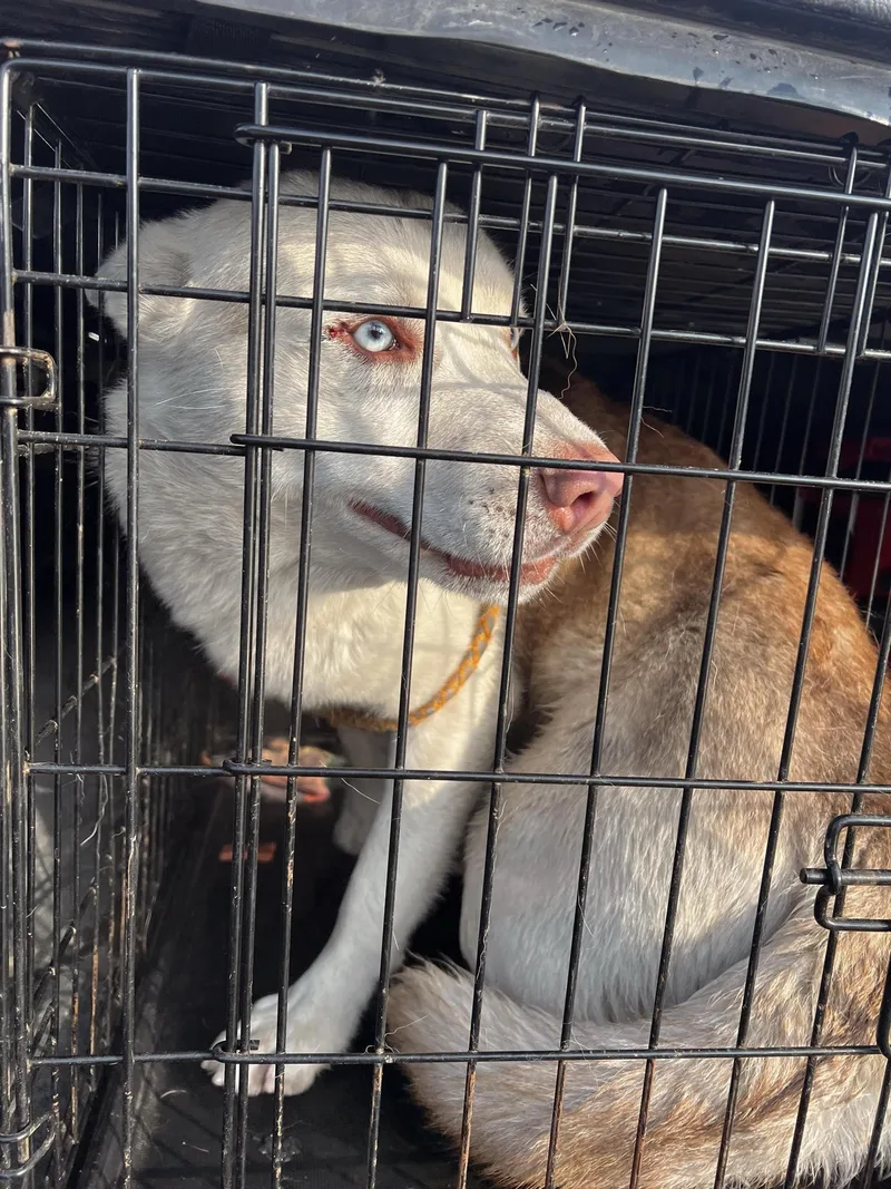 Marshall thumbnail 2