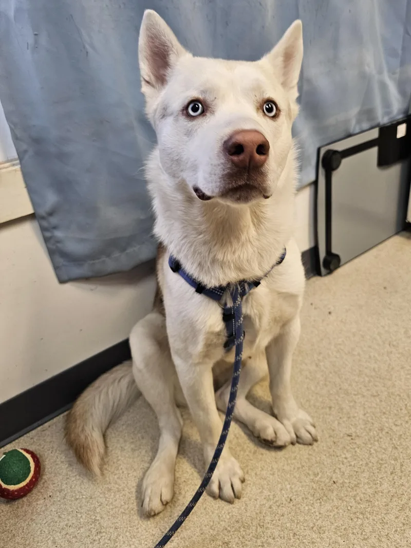 Marshall thumbnail 3