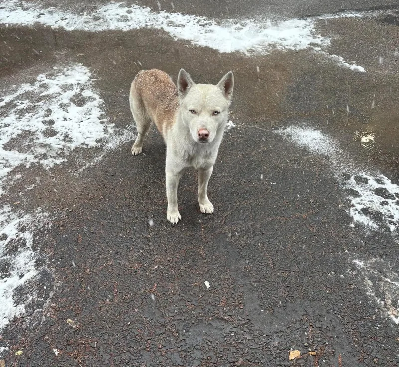 Marshall thumbnail 4