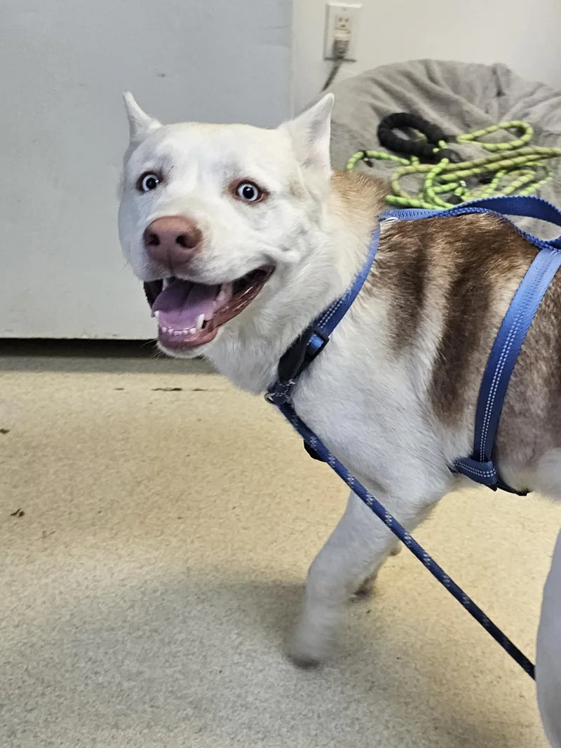 Marshall thumbnail 5