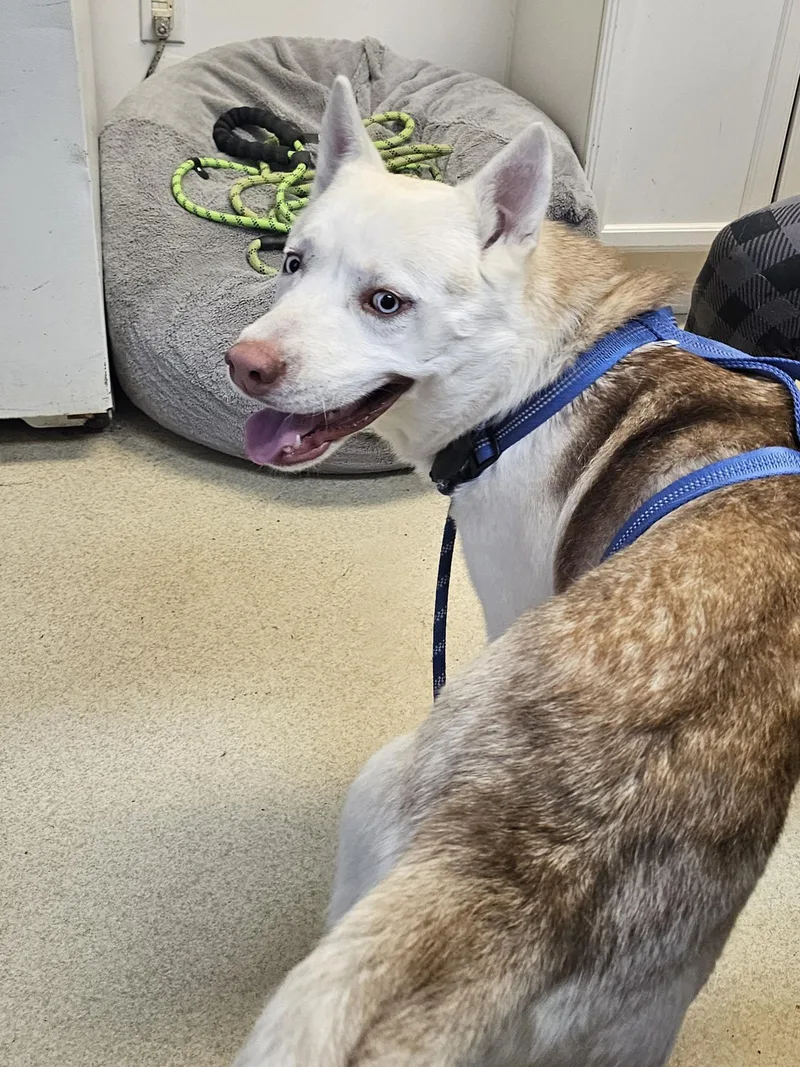 Marshall thumbnail 6