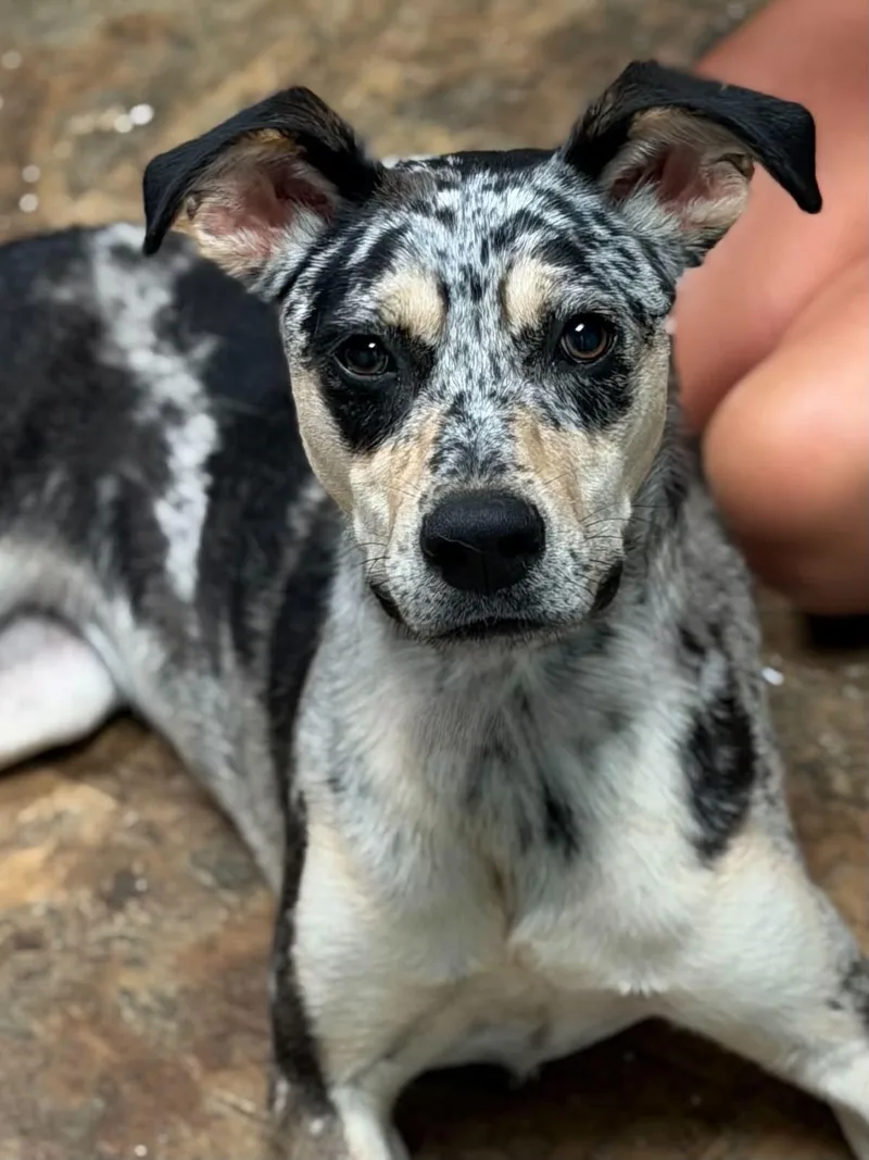 Andi