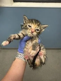 A baby small-sized female Domestic Short Hair cat named Ally for adoption in Miami, FL