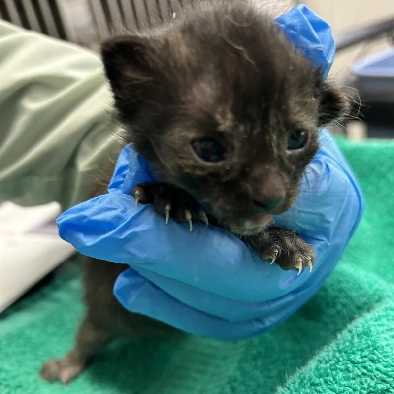 A baby small-sized female Black Domestic Short Hair cat named Newport for adoption in Kanab, UT