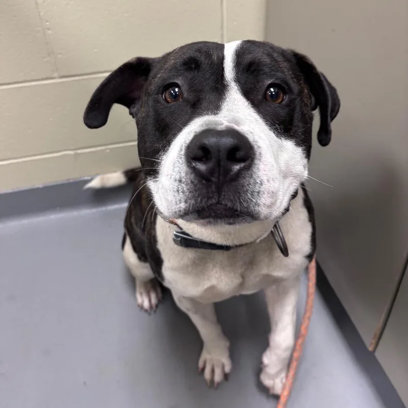 An adult large-sized male White / Cream Mixed Breed dog named StrayLandDrive for adoption in Columbus, GA