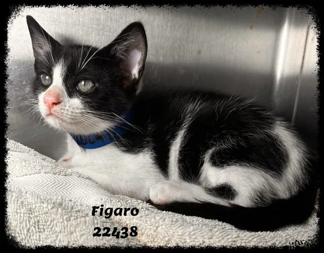 A baby medium-sized male Black & White / Tuxedo Domestic Short Hair cat named FIGARO see also MITZI for adoption in Marietta, GA