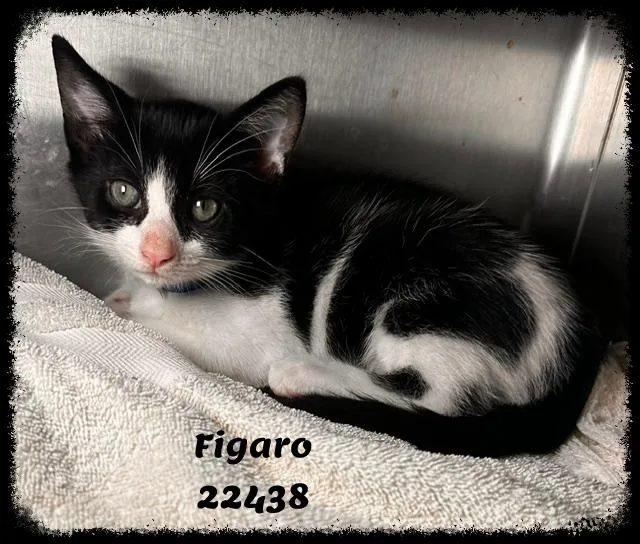 FIGARO see also MITZI thumbnail 2