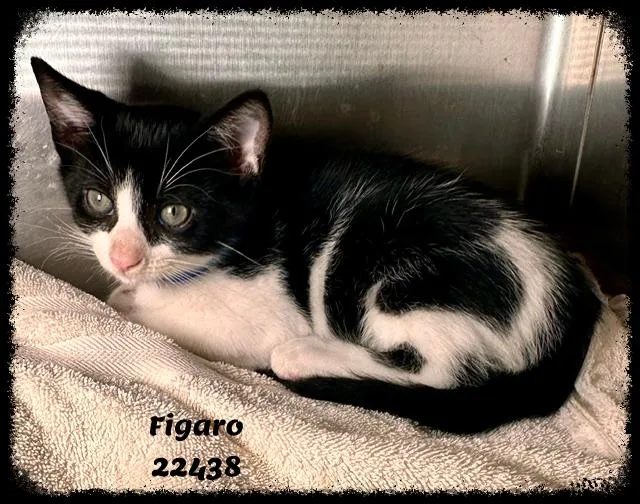 FIGARO see also MITZI thumbnail 3