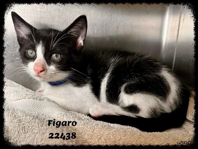 FIGARO see also MITZI thumbnail 4