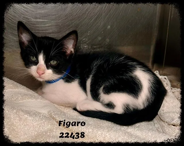 FIGARO see also MITZI thumbnail 5