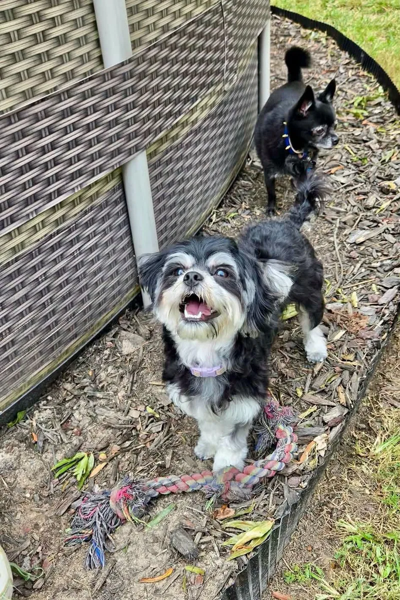 A young small-sized female Shih Tzu dog named Viola for adoption in Yorktown, VA