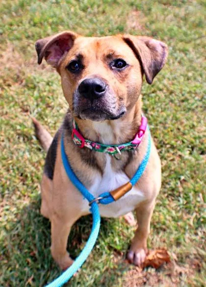 An adult large-sized female German Shepherd Dog named Coral for adoption in Morton Grove, IL