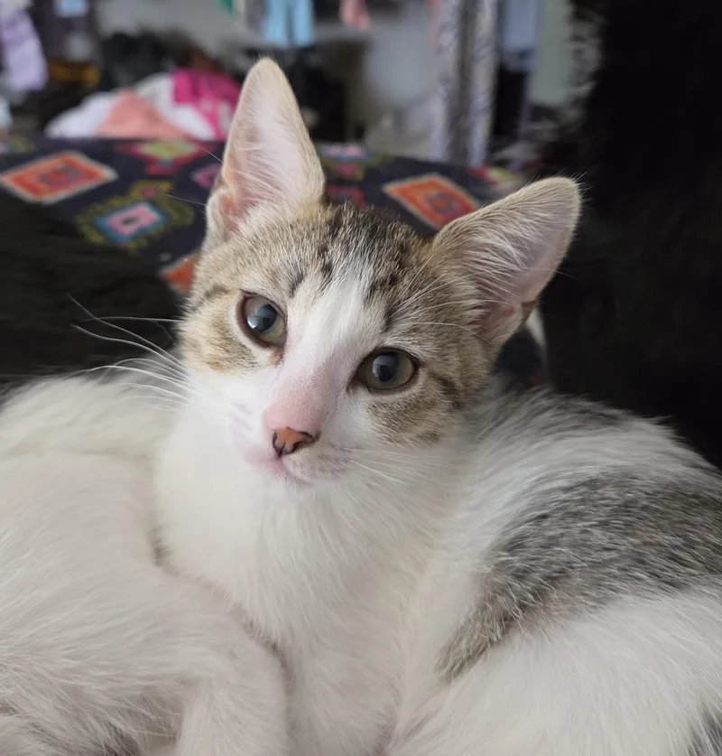 A baby small-sized female Tabby (Gray / Blue / Silver) Domestic Short Hair cat named Joanie for adoption in Silverton, OR
