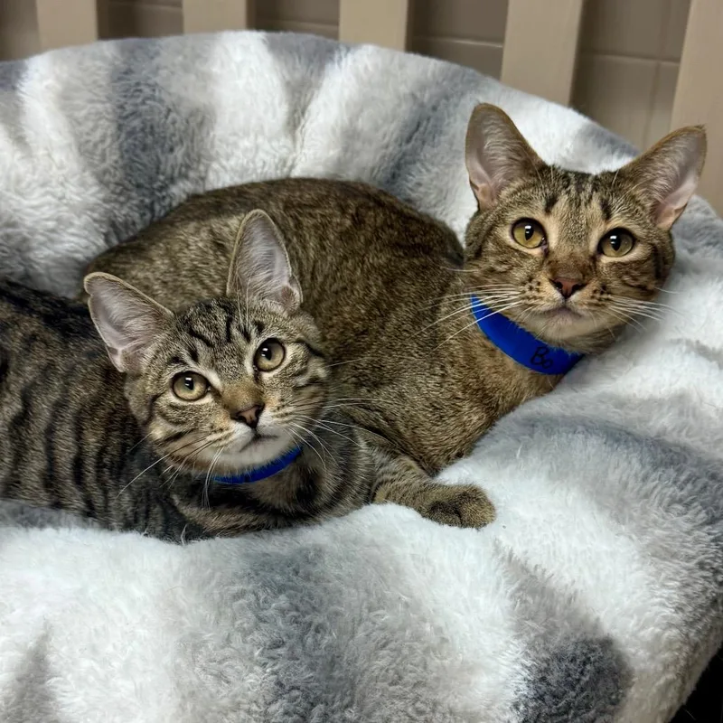 An adult large-sized male Brown / Chocolate Domestic Short Hair cat named Bo for adoption in Lakeland, FL