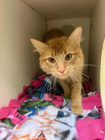 A baby small-sized female Domestic Medium Hair cat named Sunny for adoption in Mansfield, TX