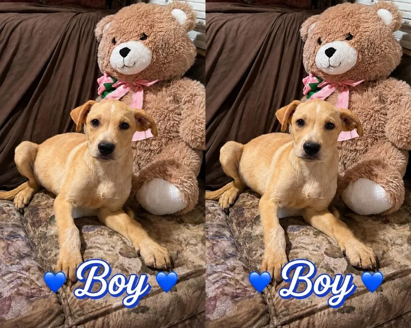 A baby large-sized male Great Pyrenees dog named River for adoption in Quinlan, TX