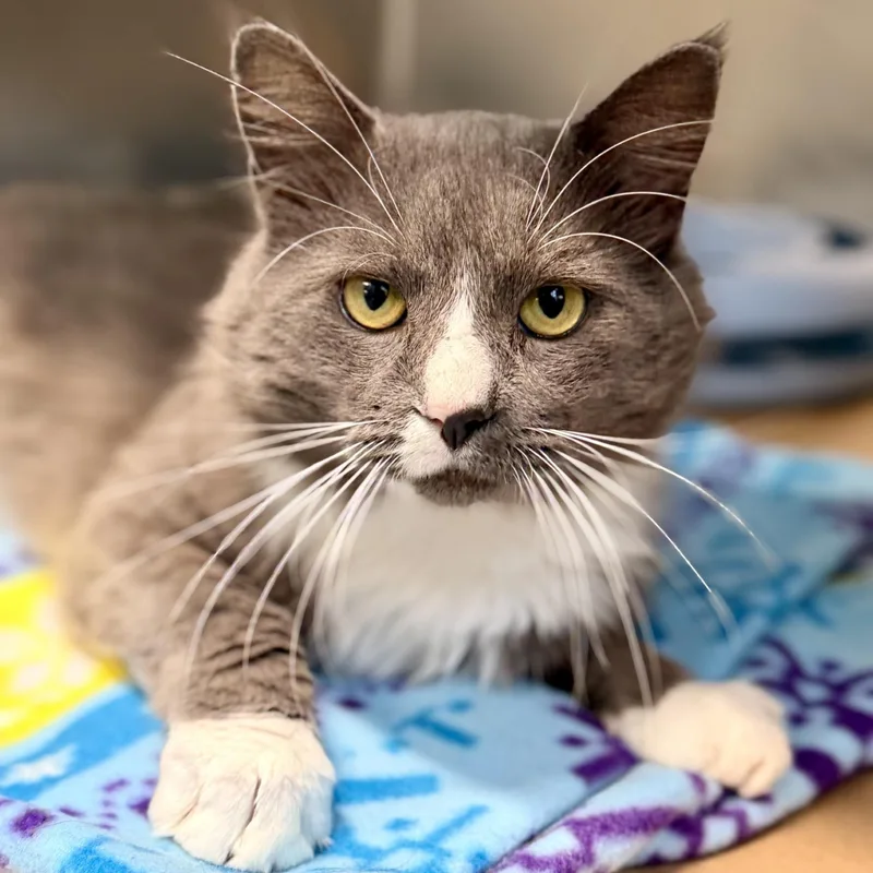 An adult medium-sized male Domestic Medium Hair cat named Bagel for adoption in Jackson, NJ