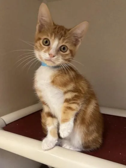 A baby medium-sized male Domestic Short Hair cat named Salsa I AM for adoption in East Brookfield, MA