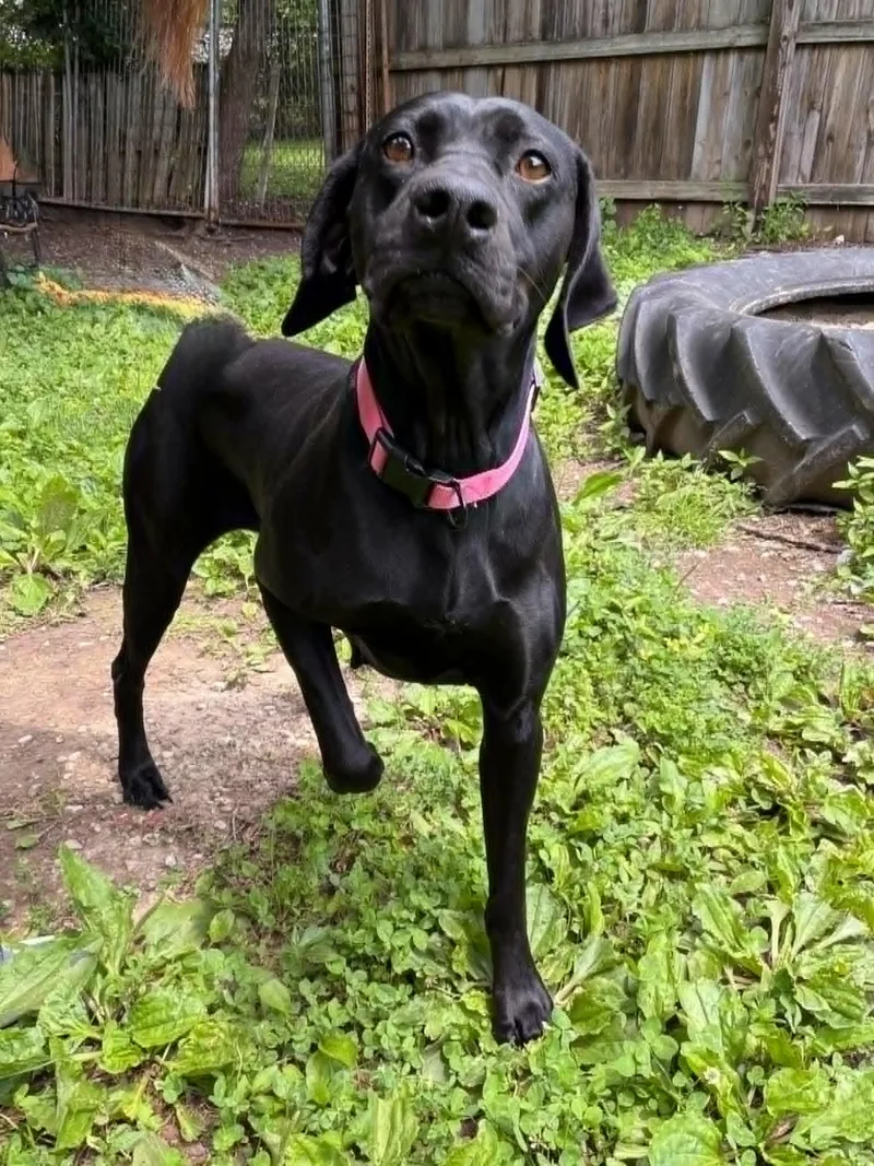 An adult large-sized female Black German Shorthaired Pointer dog named Hickory for adoption in Martinsville, IN