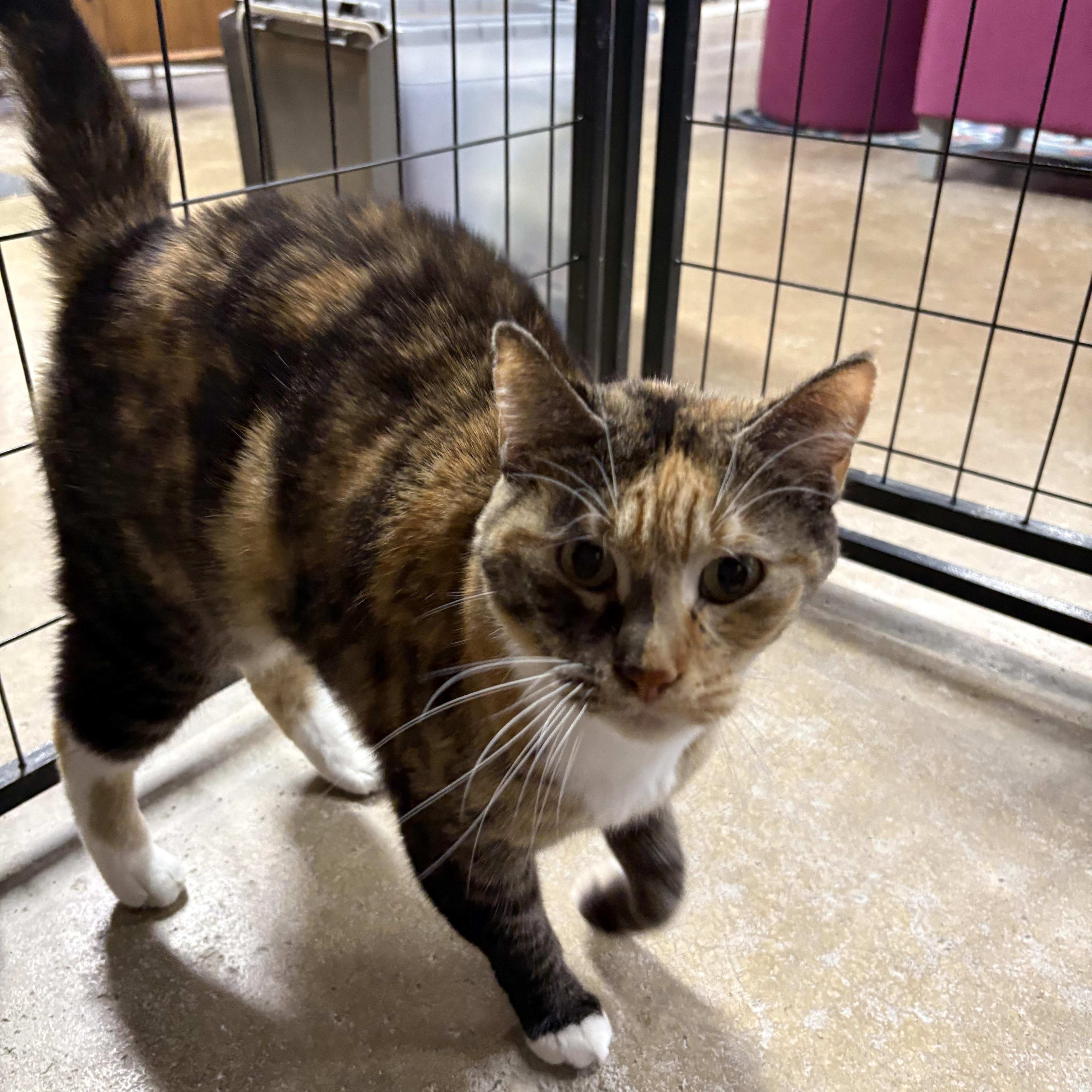 A senior large-sized female Calico Domestic Short Hair cat named Macey for adoption in Faribault, MN