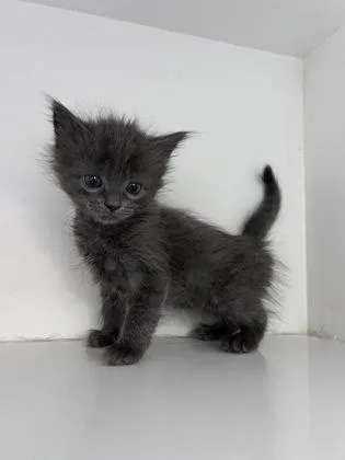 A baby small-sized female Domestic Short Hair cat named Lani for adoption in Manteo, NC