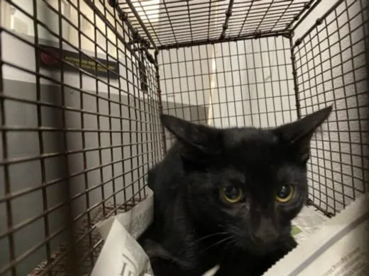 A baby medium-sized male Domestic Short Hair cat named Itchy for adoption in Los Angeles, CA