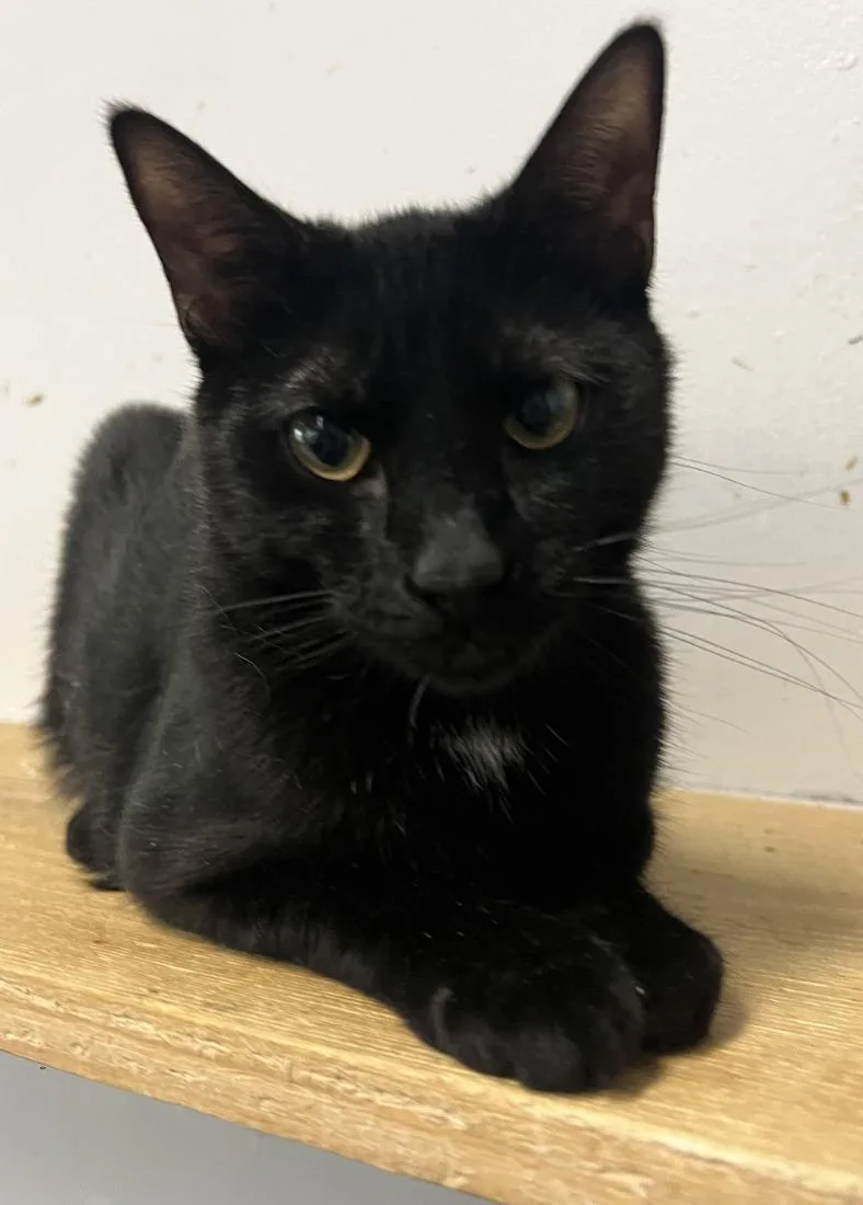 Giovanni thumbnail 3