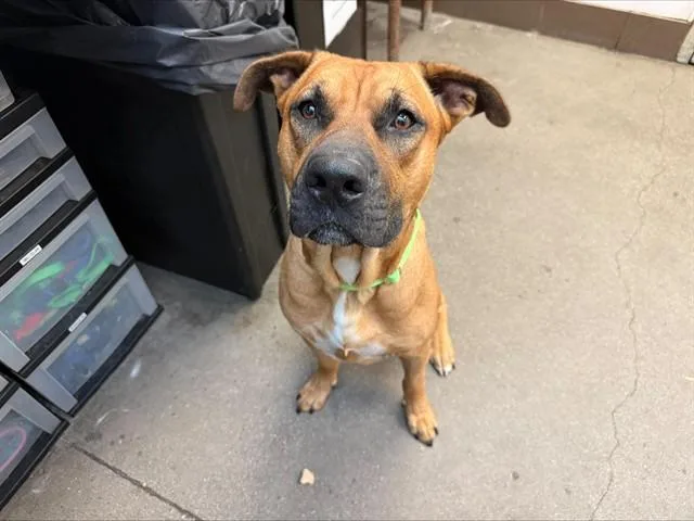 An adult large-sized male Labrador Retriever dog named Scooby for adoption in Tucson, AZ