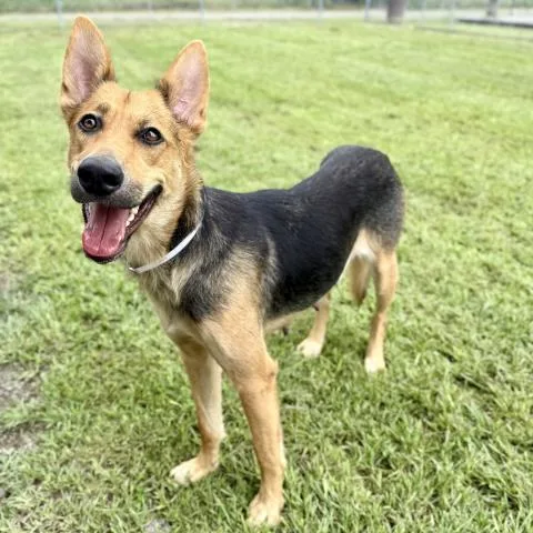 A young medium-sized female German Shepherd Dog dog named Veda for adoption in Conroe, TX