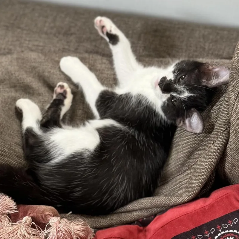 A baby small-sized female Black Domestic Short Hair cat named Odette for adoption in Long Beach, CA