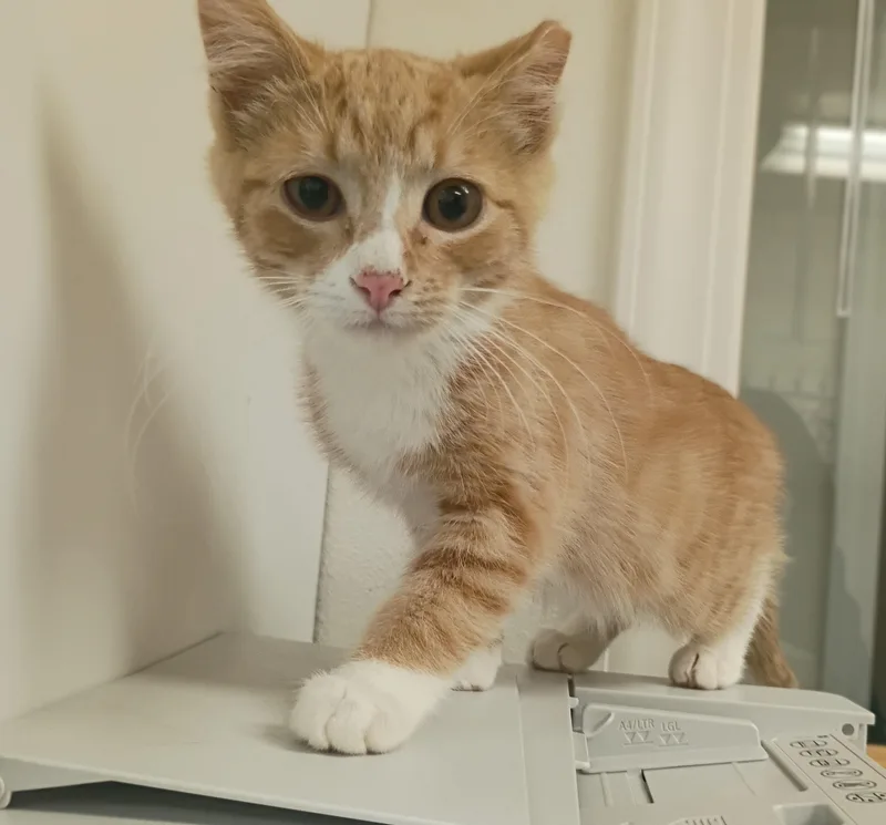 A young medium-sized male Orange & White Domestic Short Hair cat named Tango for adoption in Pocatello, ID