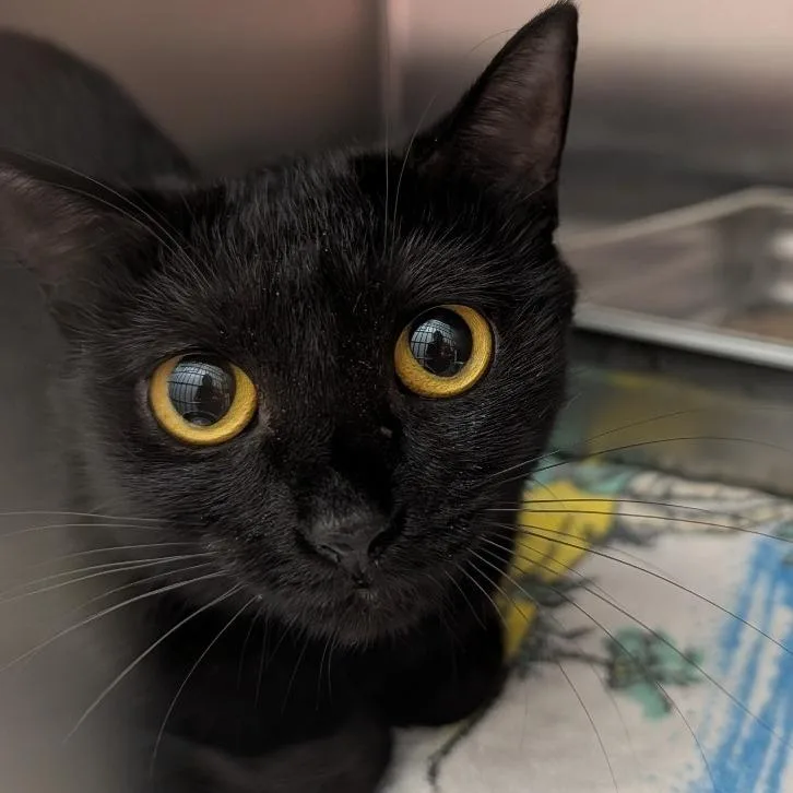 A young medium-sized female Black Domestic Short Hair cat named Tallulah for adoption in Ballston Spa, NY
