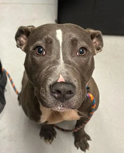 An adult medium-sized male Mixed Breed dog named Horton for adoption in West Chester, PA