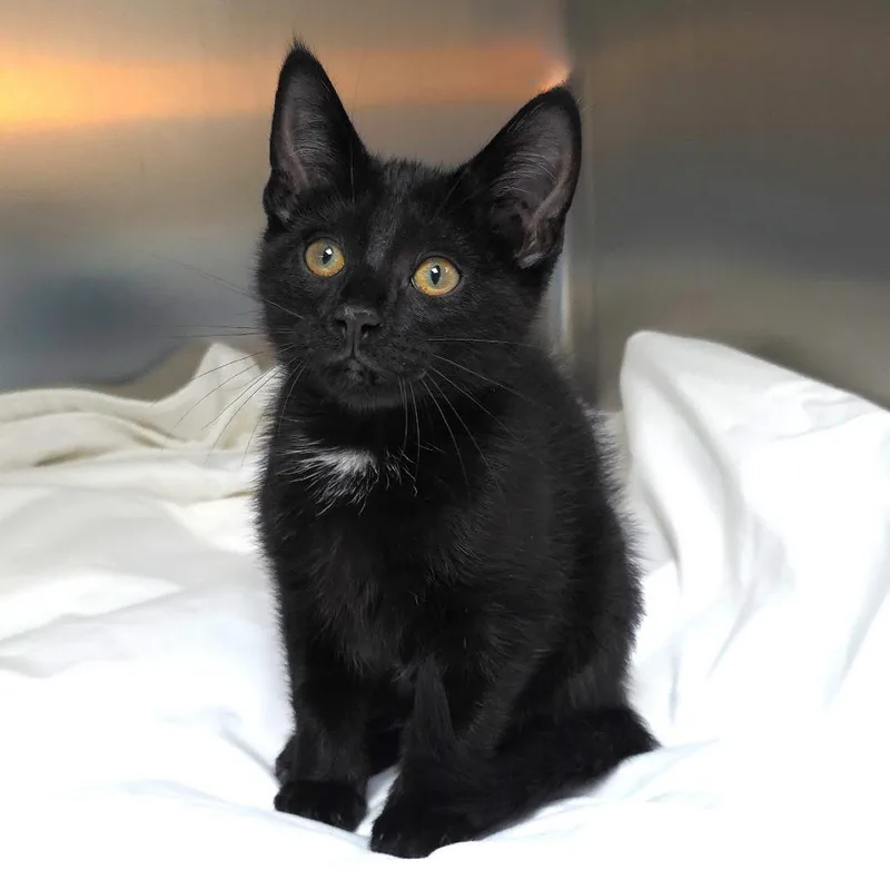 A baby small-sized male Black Domestic Short Hair cat named Turvy for adoption in Michigan City, IN