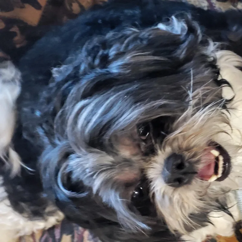 An adult small-sized female Black Shih Tzu dog named Princess for adoption in Hagerstown, MD